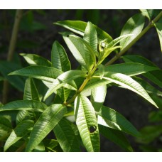 Lemon Verbena Plant - Perennial Herb - Aloysia - Live Plant - 4.3" Pot   